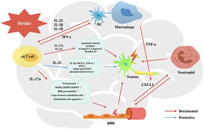 γδ T Cell in Cerebral Ischemic Stroke: Characteristic, Immunity-Inflammatory Role, and Therapy